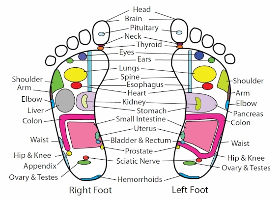 Reflexology Foot Chart Uterus
